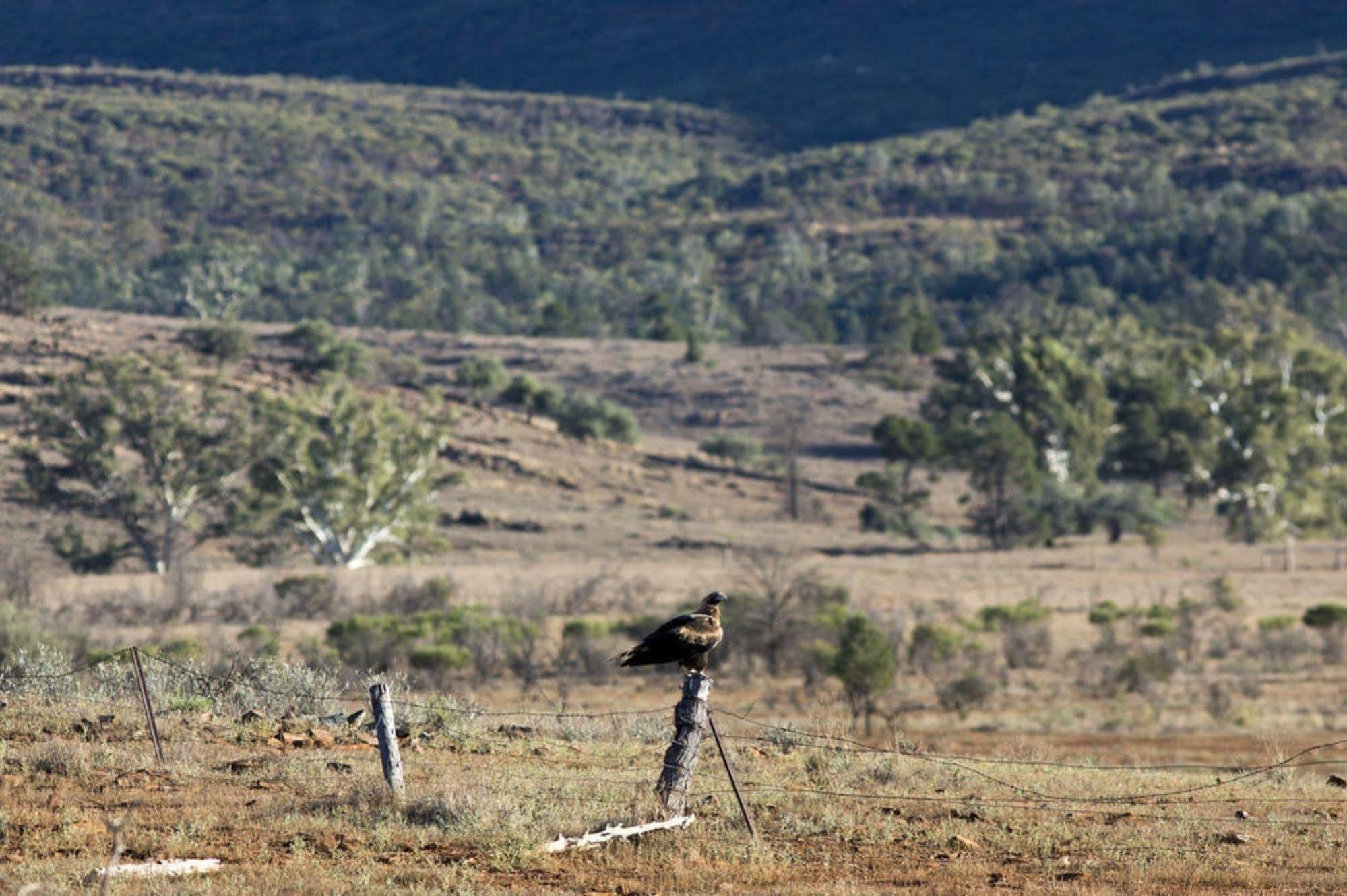 Rawnsley Park Station Hotel Flinders Ranges Exterior photo